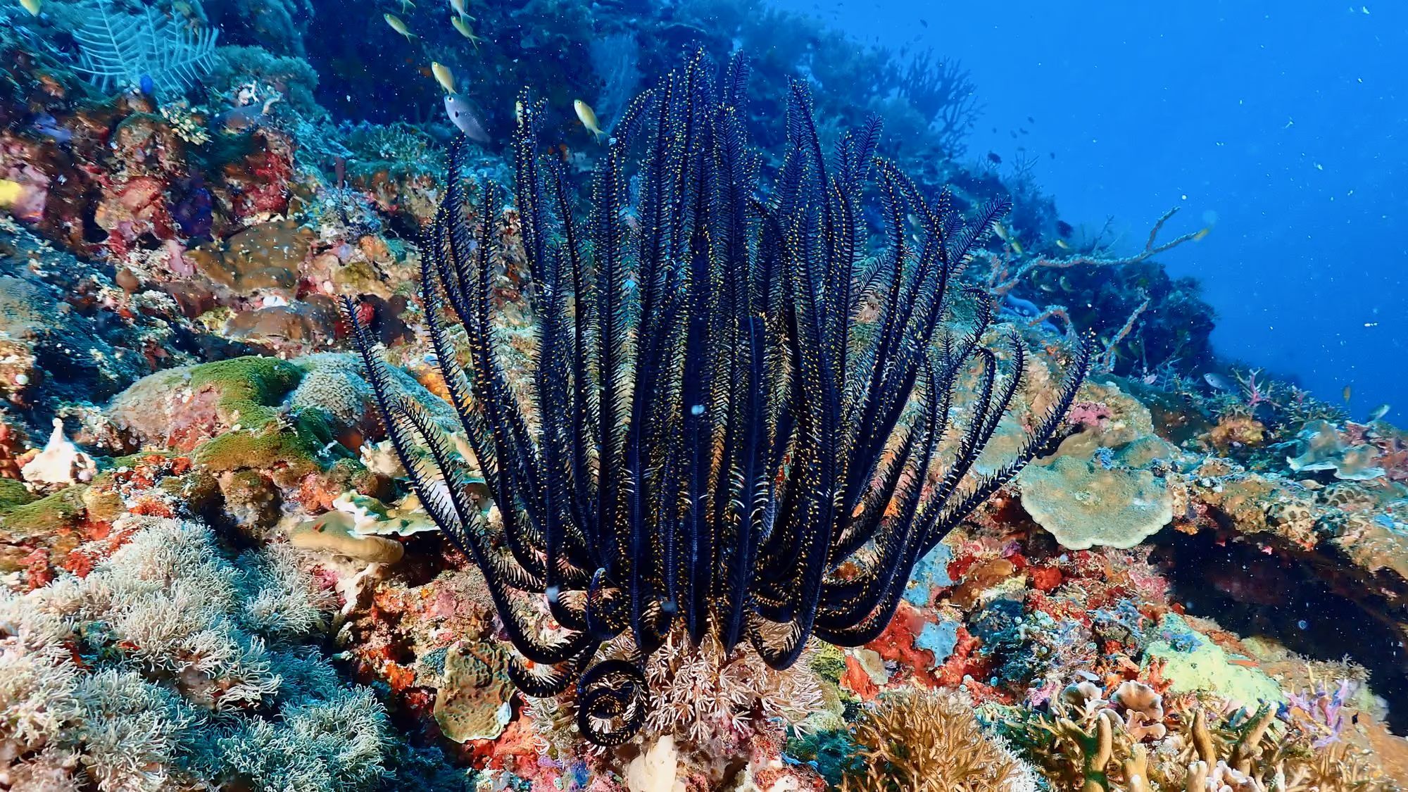 A black feather star on a coral reef off Limasawa Island, surrounded by red, green and purple coral in clear blue water.