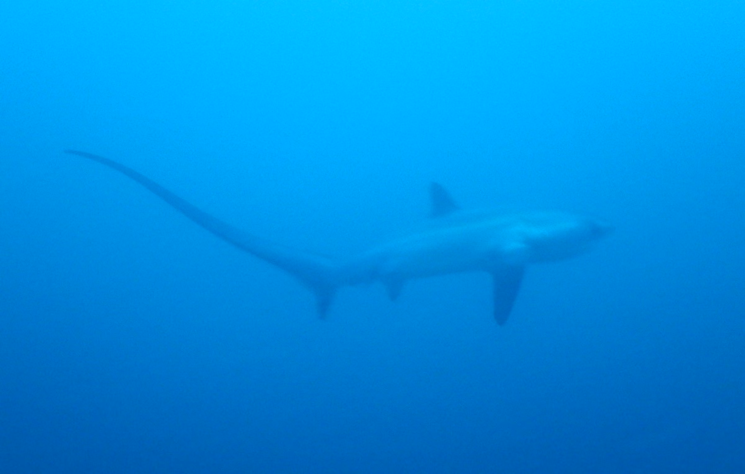 A pelagic thresher shark swimming in blue water, its long upper tail fin trailing behind it.