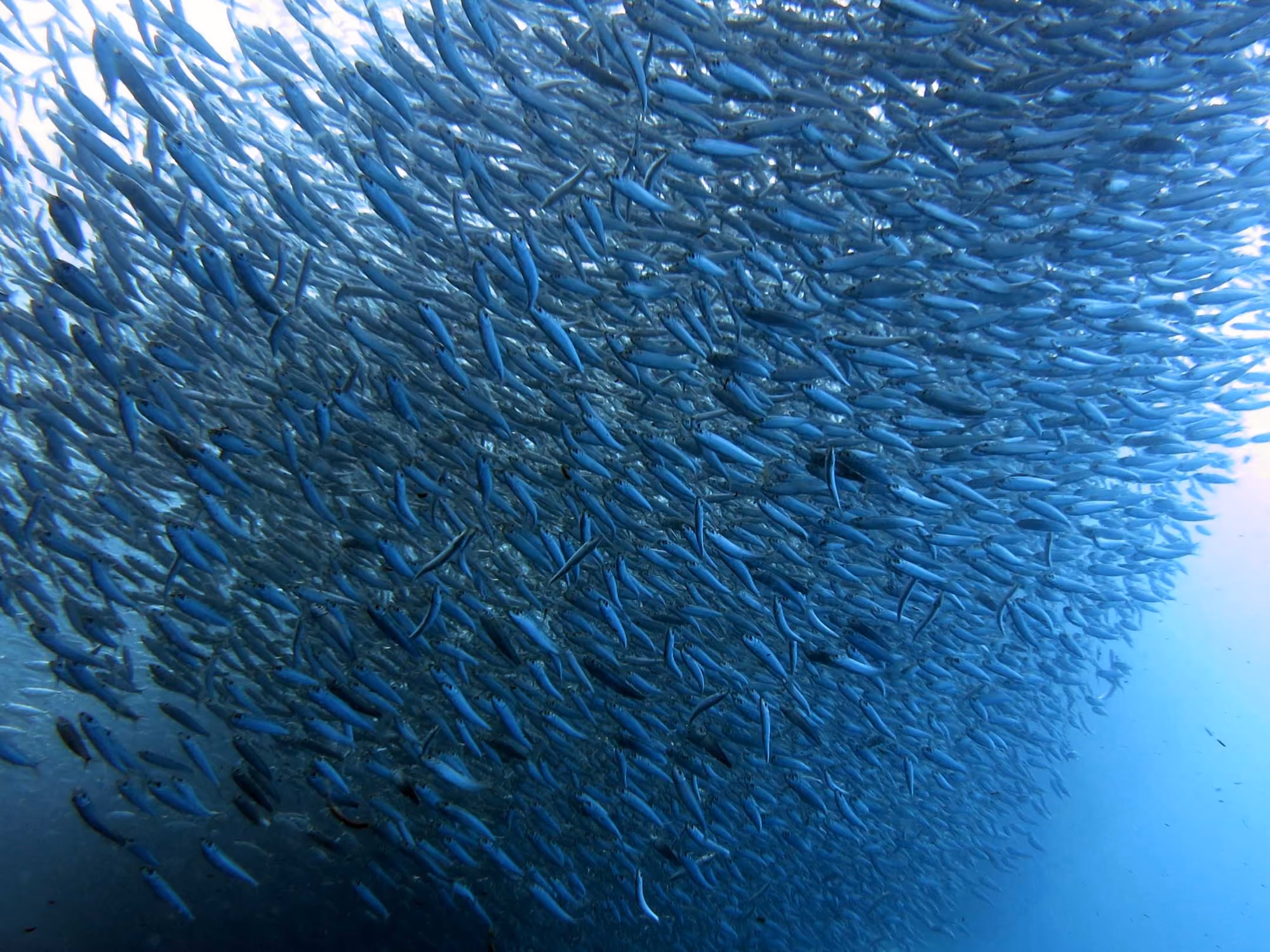 A huge school of sardines forming a silver-blue ball underwater off Moalboal.