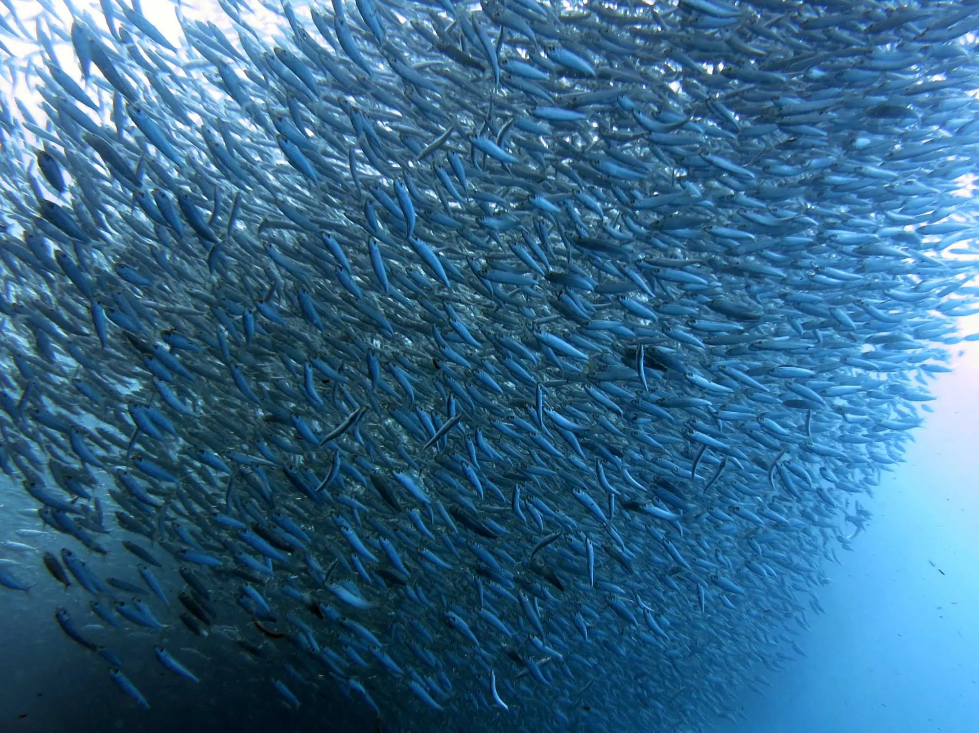 A huge school of sardines forming a silver-blue ball underwater off Moalboal.