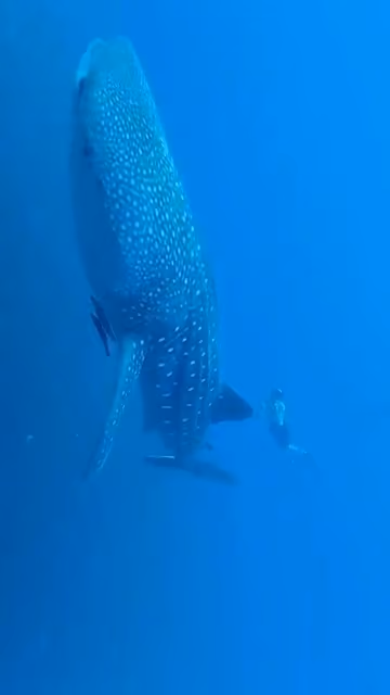 A whale shark seen from above in clear blue water, its spotted back and tail visible.