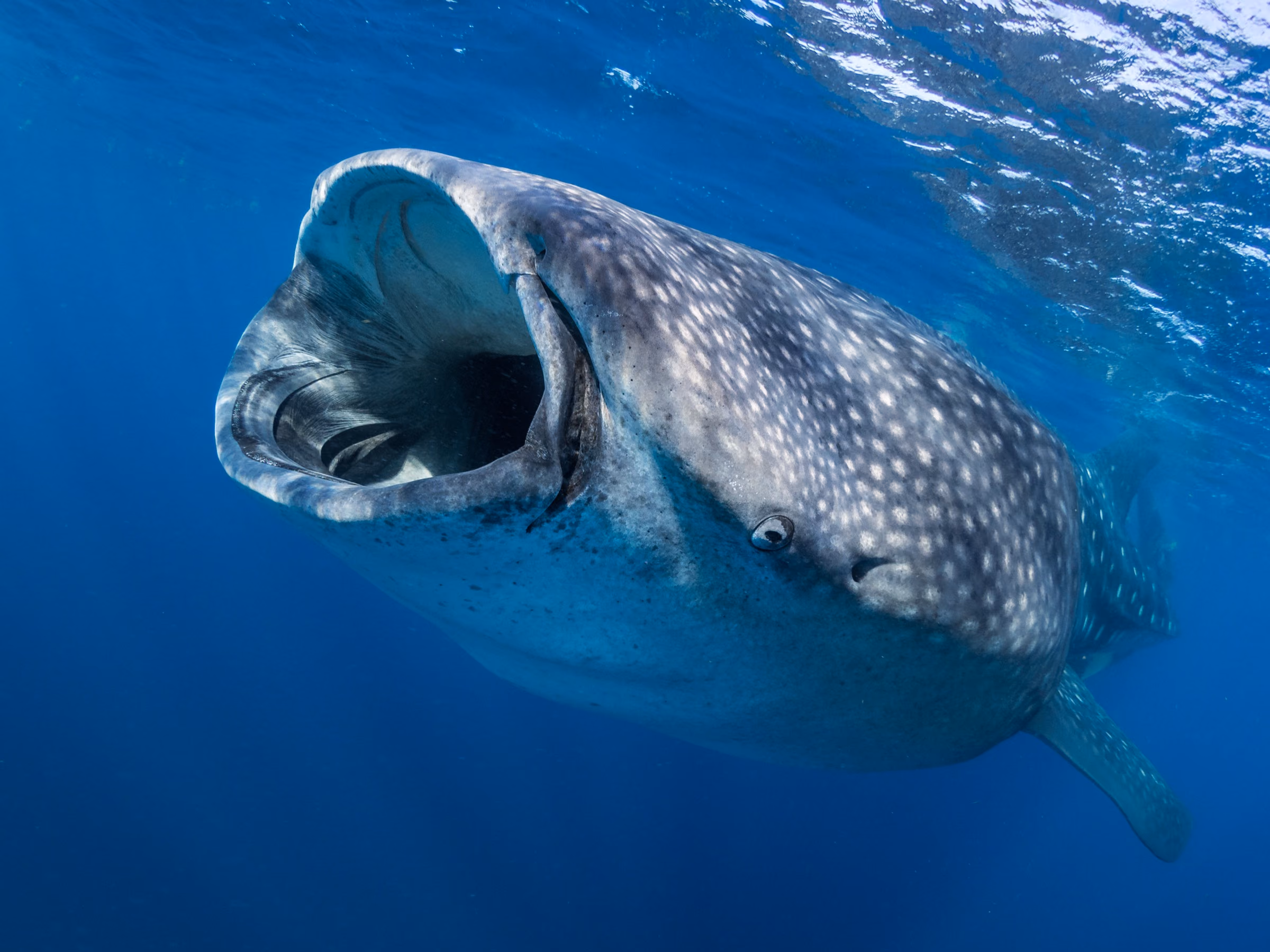 A whale shark swimming towards the camera just under the surface, mouth wide open as it filters plankton from the blue water.