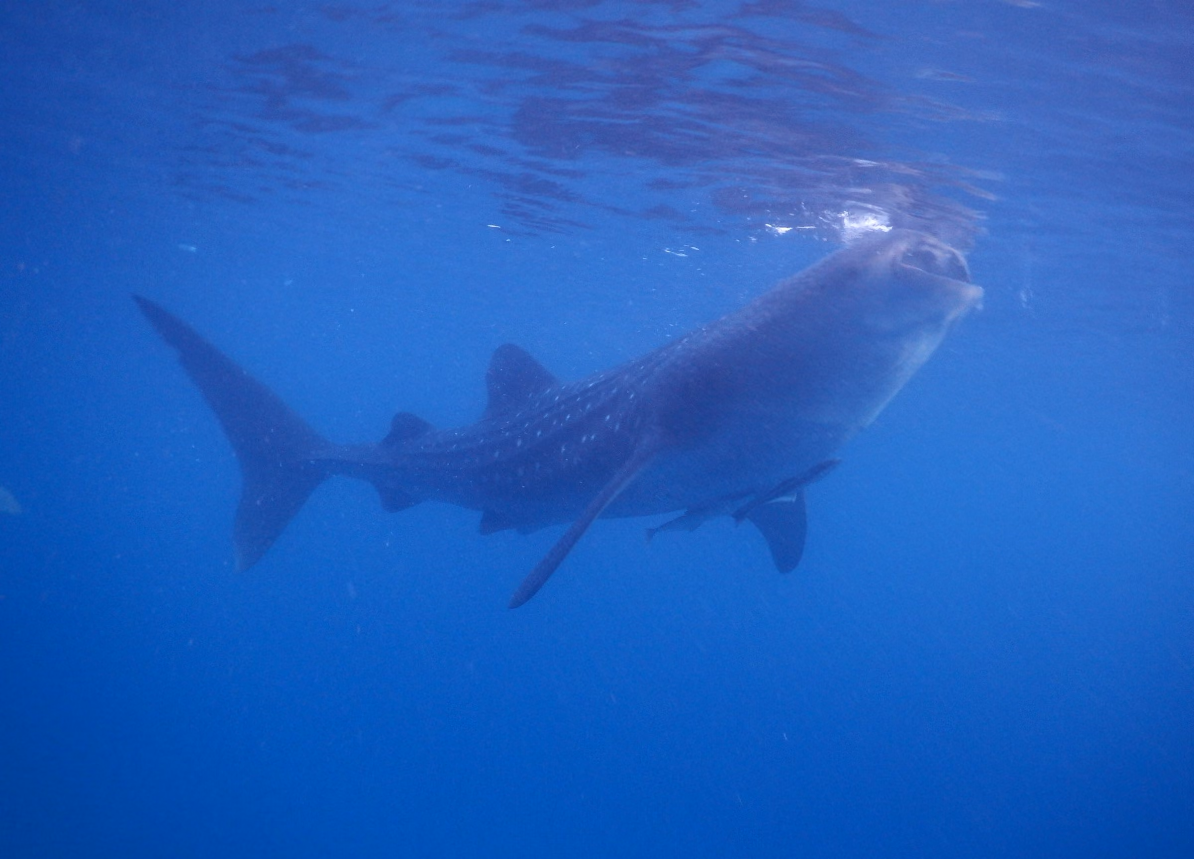 A whale shark swimming through deep blue water, its spotted back and tall tail fin seen from the side.
