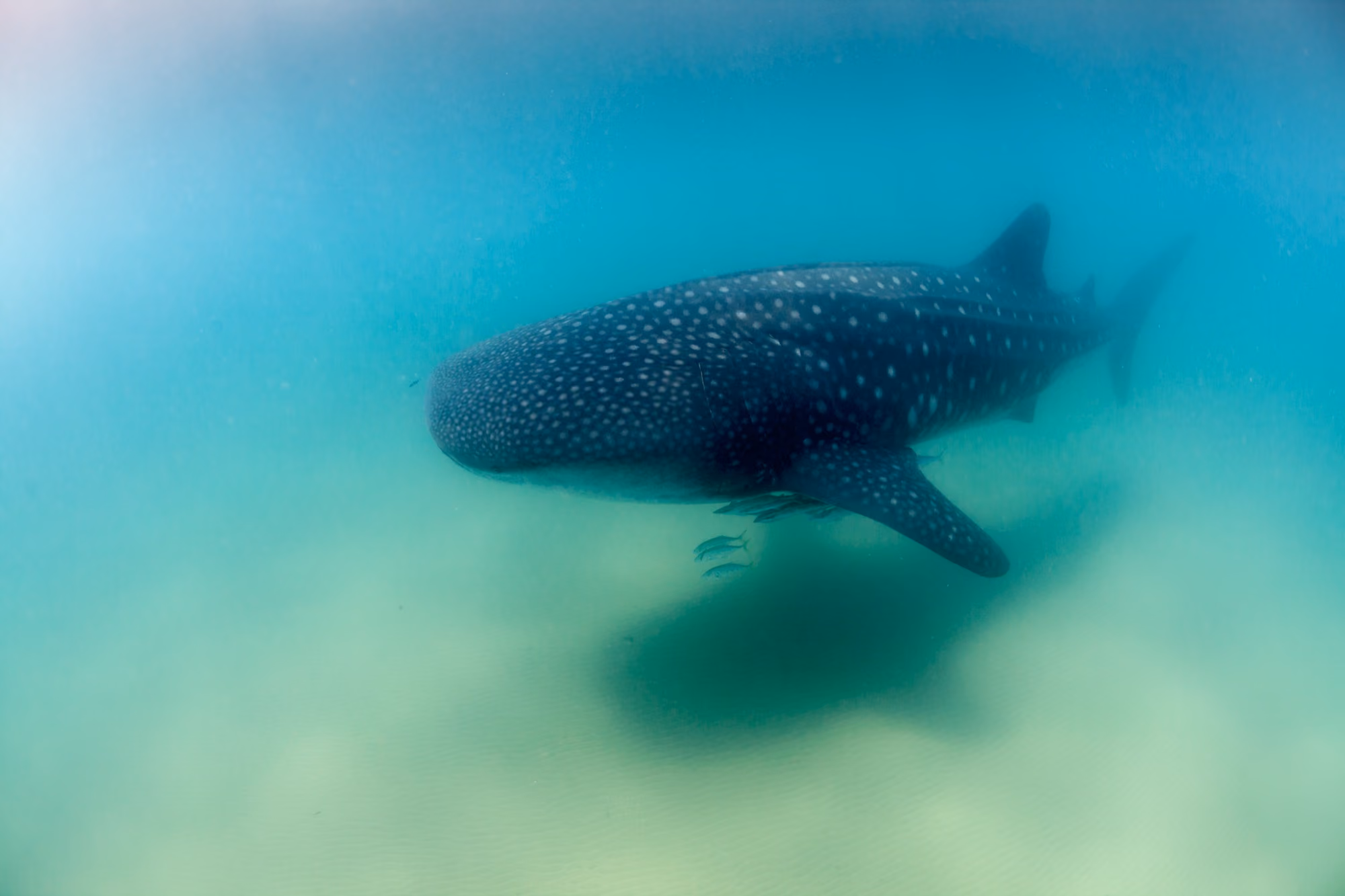 A whale shark gliding over a pale sandy bottom in green-blue water, its shadow on the sand below.
